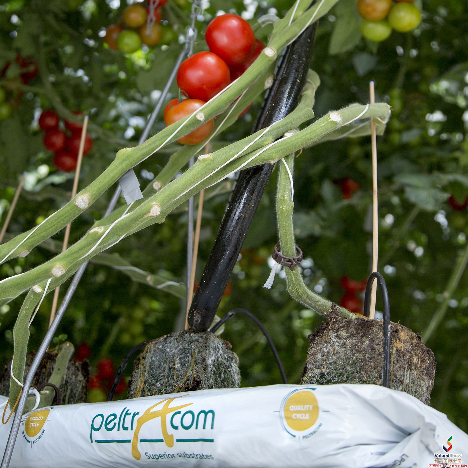 果蔬展中的西红柿可持续成长袋