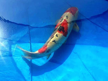 中國（廈門）國際休閑漁業(yè)博覽會(huì)