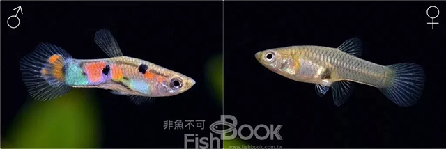 安能辨我是雌雄？ | 談觀賞魚的性別分辨
