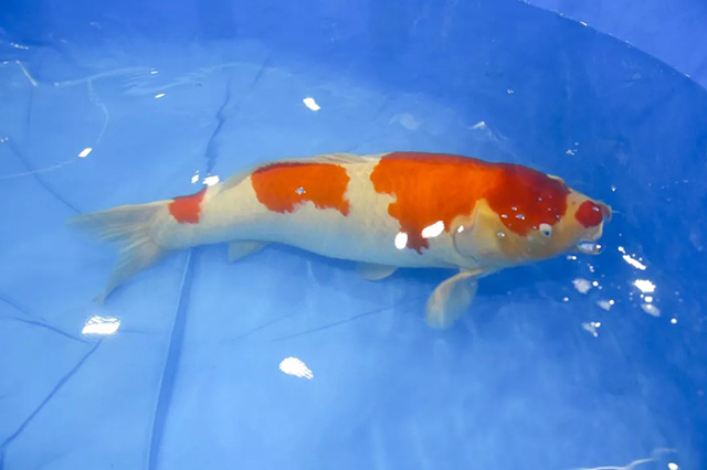 養錦鯉的三大境界，你屬于哪一境界