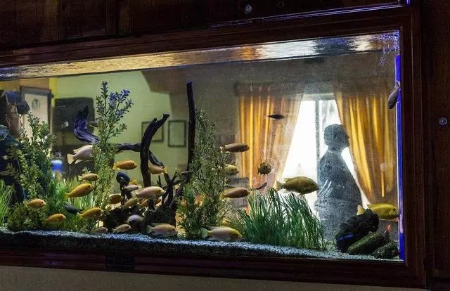 都是水族缸，但草缸、魚缸大不同！