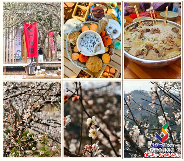 赏梅观光